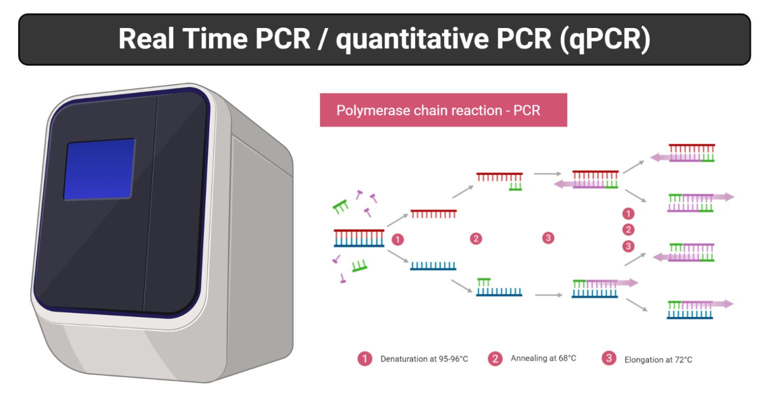 rt pcr presentation