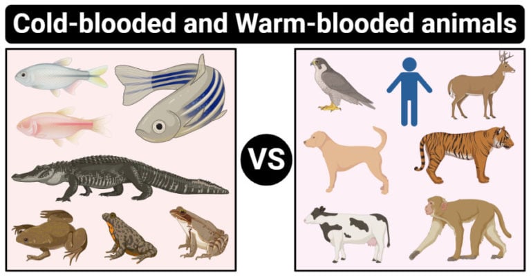 Other Words For A Cold Blooded Animal